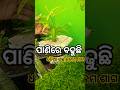 ପାଣିରେ ବଢୁଛି ଧନିଆ ଗଛ କଳମ ଶାଗ😱🌿👍🌱 #𒆜foryou @namitaskitchengarden9693