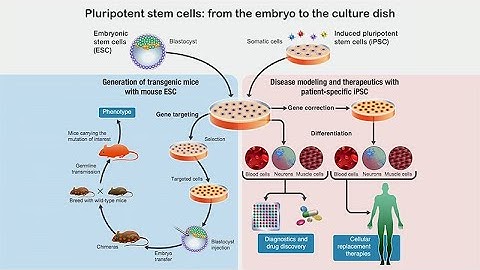 Understanding Human Pluripotent Stem Cell States and Their Applications with Thorold Theunissen