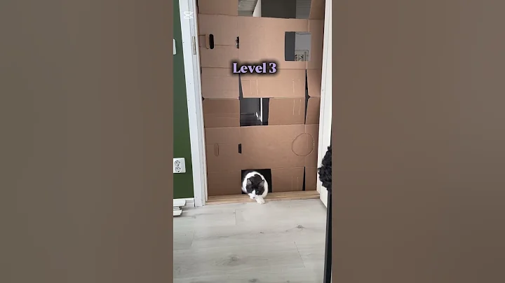 Video 8713591: mainecoon ragdollcat, mainecoon kitten cute pets