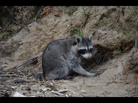 Dog Proof Raccoon Set - Trapping Dry Land