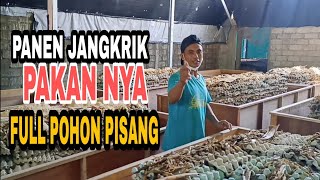 Proses Pemanenan Di Rumah Juragan Besar😱😱👍👍💪