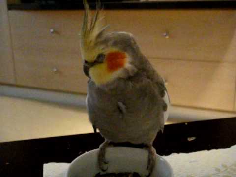 Cute Cockatiel