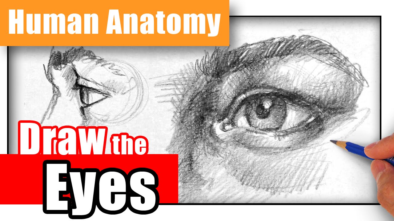 Character Anatomy, Eyes