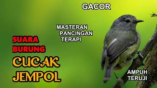 🔴 Masteran Pancingan Suara Burung Cucak Jempol Gacor Mp3