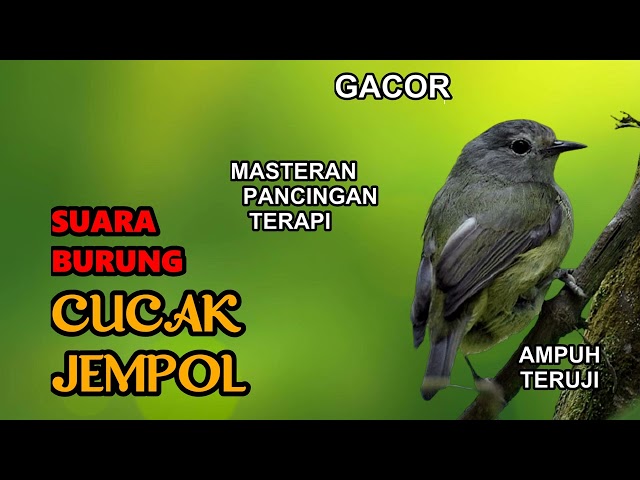 🔴 Masteran Pancingan Suara Burung Cucak Jempol Gacor Mp3 class=