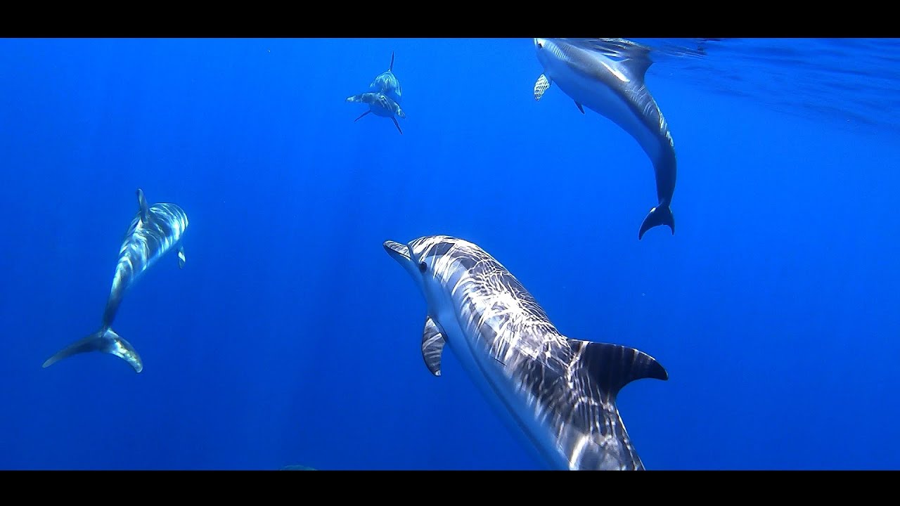 A la rencontre des dauphins - FAUNE CORSE - novembre 2020
