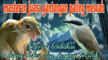 Jingjing petulak dan bajing kekes bikin juara gantangan 🔥🔥