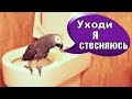 -УХОДИ, Я СТЕСНЯЮСЬ😂ПОПУГАЙ НА УНИТАЗЕ 😱СМЕШНО ДО СЛЁЗ