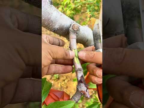 Planting fruit tree seedling Ep124
