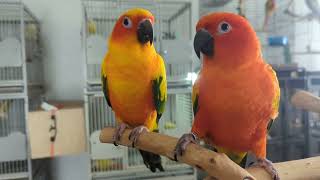 Two Sun Conures