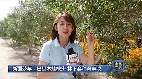 [中國三農報道]新疆莎車：巴旦木掛枝頭 林下套種雙豐收|農業致富經 Agriculture And Farming - 天天要聞