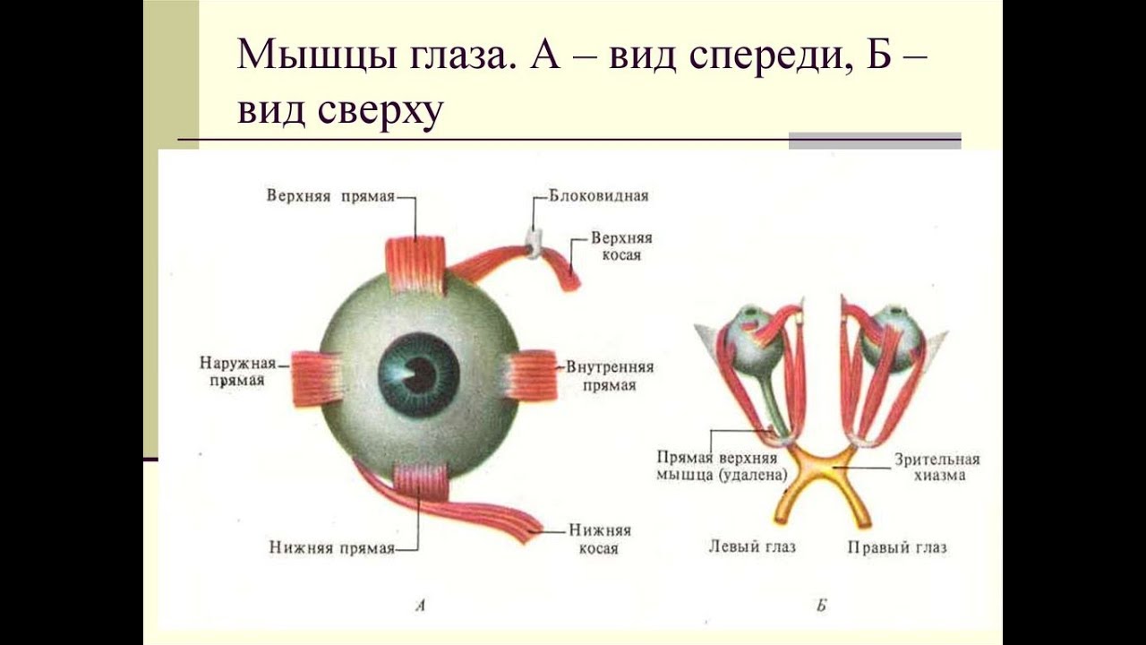 Имеет место крепления глазодвигательных мышц