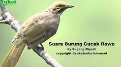 Suara Burung Cucak Rowo  - Durasi: 4:19.  Suara Burung Cucak Rowo  - Durasi: 4:19.