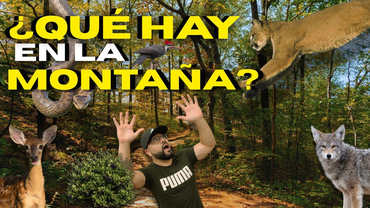 🦊avistamientos reales de pumas ,coyotes,víboras 😱😨