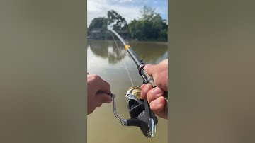 Hành trình câu cá Nheo Khổng lồ