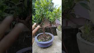 How to Make Bonsai Without Wiring  #Shorts