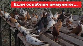 Укрепляем иммунитет голубей: готовим крапивно-ореховый подкислитель для голубей