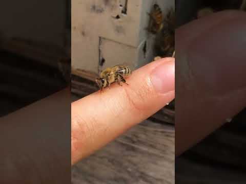 العسل حلو بس النحل بيقرص