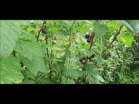 Video: Kako Fermentirati Lišće Ribizle