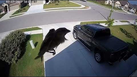 Floaty bird floating is the charming man