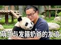 谁在治愈谁?萌兰与发箍奶爸的跨物种友谊,难怪大家都说萌兰想“越狱”回四川!#大熊猫 #国宝 #熊猫日常