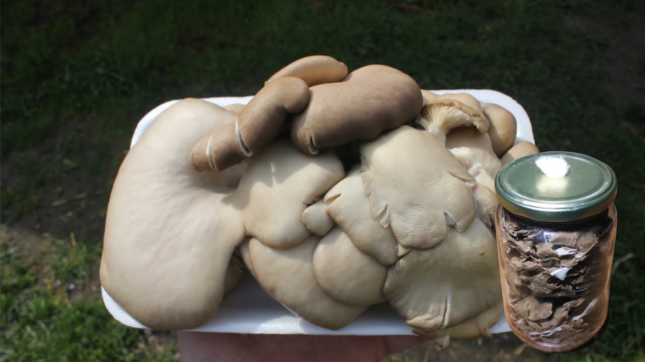 Выращивание мицелия устриц для начинающих (Самый простой способ вырастить мицелий устриц на картоне)