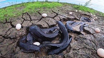 Unique Amazing - A skills fisherman catch a lot of fish & pick eggs in pool at  field at dry season