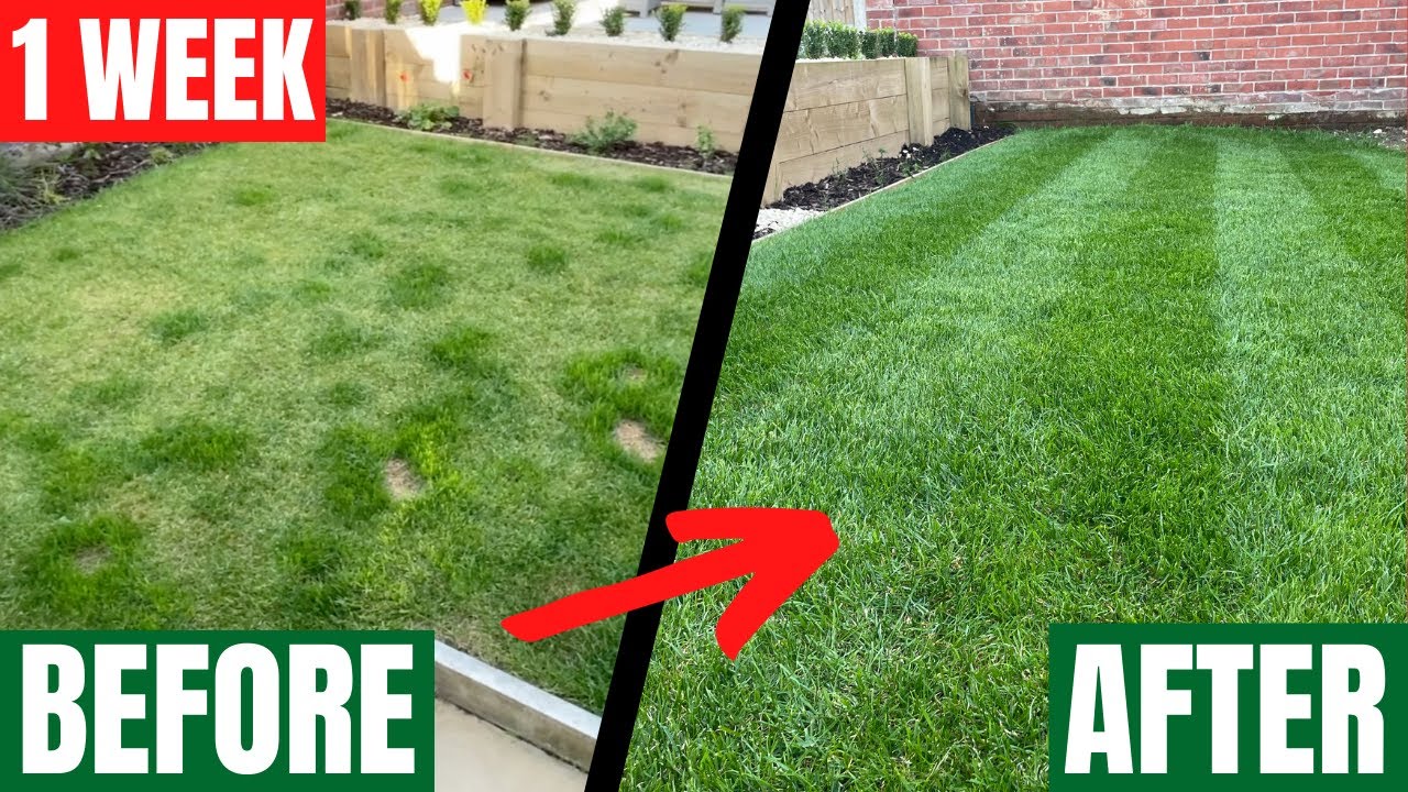 How To Fertilise Your Lawn This Autumn Fixing A Patchy Lawn In 1 Week how-to-fertilise-your-lawn-this-autumn-fixing-a-patchy-lawn-in-1-week