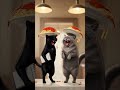 Chubby Cat Chef ..............................#catsoffacebook #cat #catstories