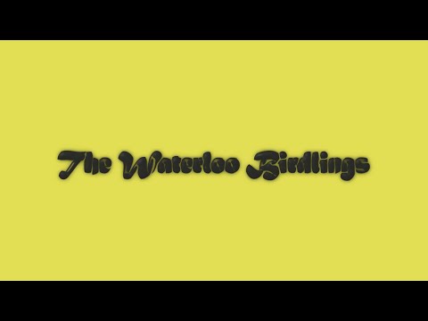 The Waterloo Birdlings / საზამთროს გვრიტები - Everyday \u0026 Everynight