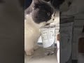Kucing lucu