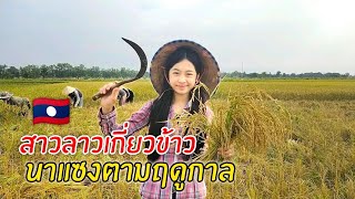 🇱🇦ข้ามแม่น้ำโขงไปหาสาวลาวไปเบิ่งการเกี่ยวข้าวนาแซงของลาว screenshot 5