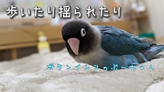 布団の上のインコ【ボタンインコのぶーちゃん】