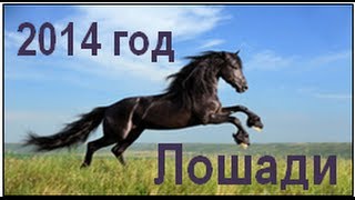 2014 год Лошади. Духовный, "восточный" гороскоп "Диагностика кармы" 2014 год Лошади. Духовный, "восточный" гороскоп "Диагностика кармы"