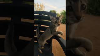 Amazing Ninja Cats Fly