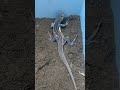 Scorpions lizard crab #animals #puppy #monkey #scorpion #millipede #shorts #shortsviral #shortsvideo