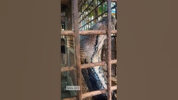 Penangkapan ular piton yang sering memakan ternak warga #ularpiton #ularbesar #faktaunik #shortvideo
