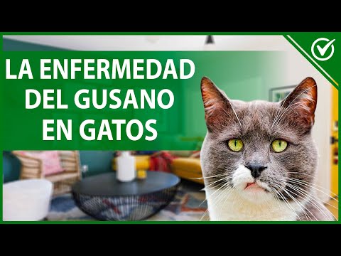 Video: Enfermedad del Gusano del Corazón dan los Gatos