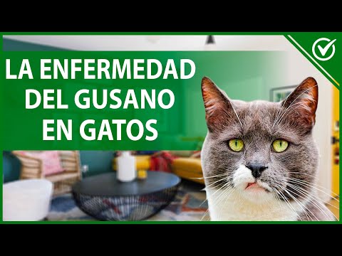 Video: Libro rastrea los curiosos viajes de un gato perdido