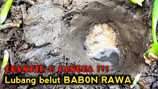 CUM MODAL 2000 BISA NARIK BELUT-BELUT RAWA YANG SUPER WAAH