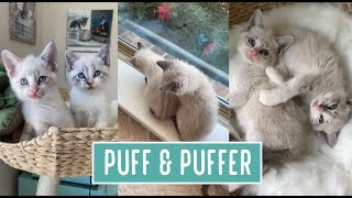 Puff & Puffer  Which is Which?