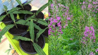🌺 Иван-чай. Размножение 🌿 черенками. Фильм второй. (Russian tea). 🌺 Иван-чай. Размножение 🌿 черенками. Фильм второй. (Russian tea).