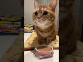 猫のさりり 4歳のお誕生日