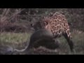 Female Jaguar Hunts a Big Anaconda