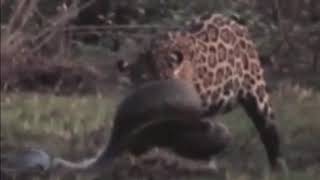 Female Jaguar Hunts a Big Anaconda