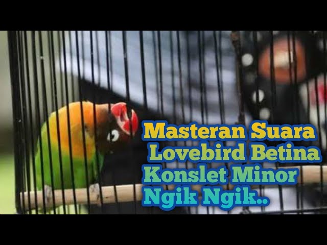 TERBAIK.!!! Masteran Lovebird Betina Konslet Nada Minor Istimewa