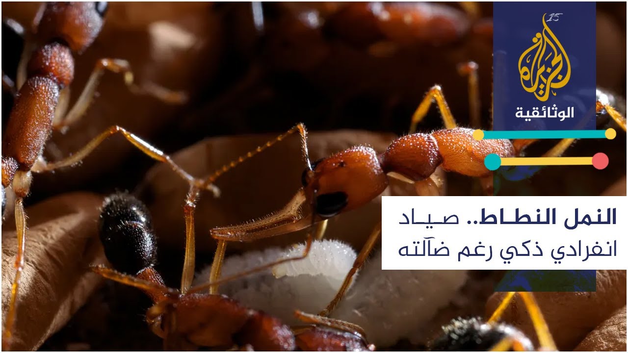 النمل النطاط.. صياد انفرادي ذكي رغم ضآلته
