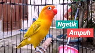 Sangat Jitu Memancing Lb lain Ikut bunyi Dengan Suara burung Labet ini screenshot 2