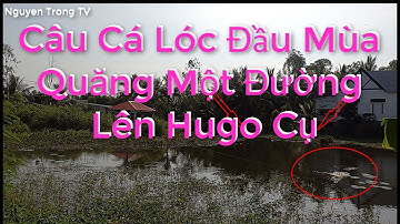 Câu Cá Lóc Ngoài Tràm Chim #28. Quăng Một đường lên Hugo| Cận Cảnh Cá Táp Mồi Thật Hấp Dẫn
