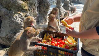 Feeding banana and tomato combos for monkey and healthy food for street dogs